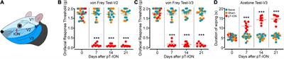 Electroacupuncture alleviates orofacial allodynia and anxiety-like behaviors by regulating synaptic plasticity of the CA1 hippocampal region in a mouse model of trigeminal neuralgia